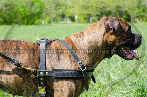 Wonderful Boxer Harness for Pulling/Tracking/Walking and other activities [H5###1035 Pulling ...