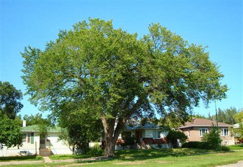 Ladybug Arborists: My Elm Tree Looks Black and Sooty