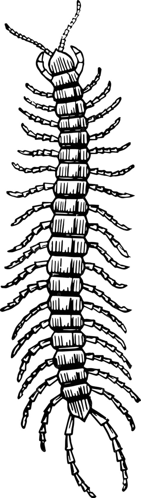 Centipedevintage Illustration Myriapoda Engraved Centipede Vector ...