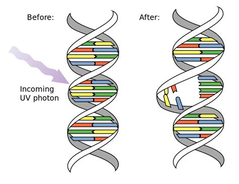 Dna clipart graphic art, Dna graphic art Transparent FREE for download ...