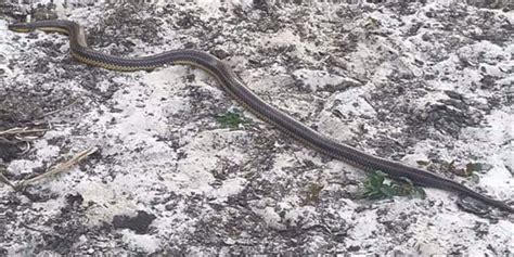 Elusive rainbow snake spotted in Florida national forest for first time ...