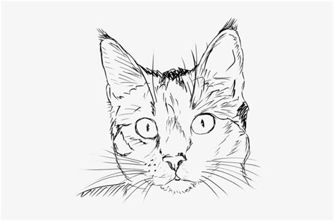 Cat - Drawing Skill