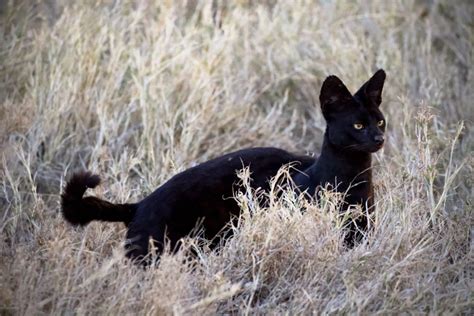 The 10 Amazing Wild Cats of Africa