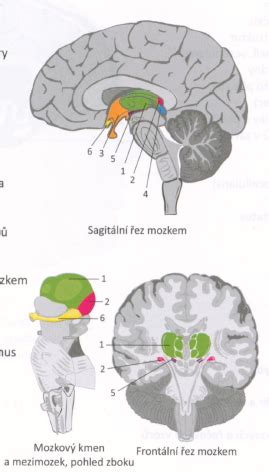 diencephalon části Diagram | Quizlet