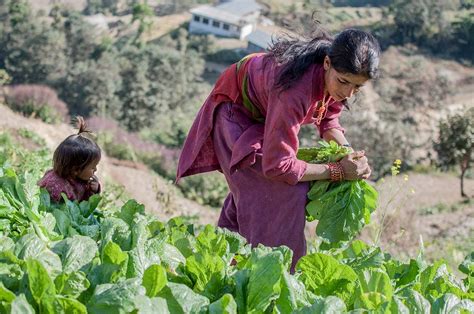 Importance of Agriculture in Nepal - Wonders of Nepal