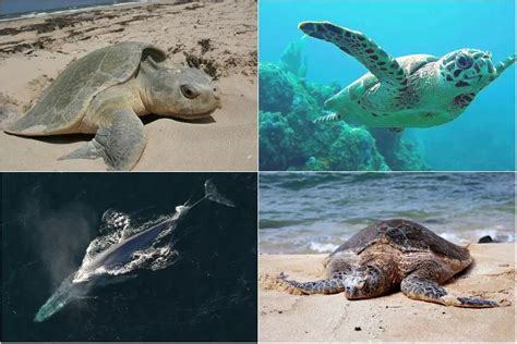 17 Endangered Ocean Species and Marine Animals [ALARMING]