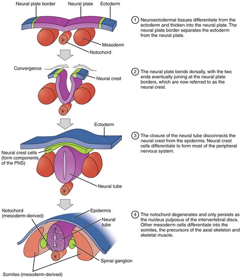 What developmental biology tells us - It's a natural universe