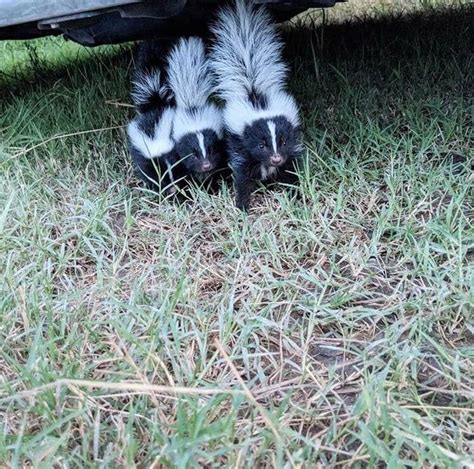 Found these baby skunks in my backyard! I didn’t chase them they came up to me - Animals | Baby ...