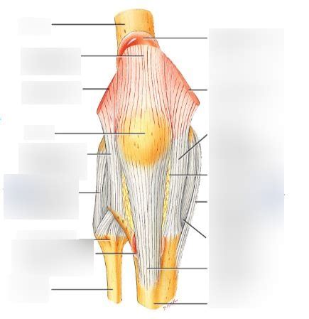 Diagram of Anterior superior extracapsular ligaments (Module 8) | Quizlet