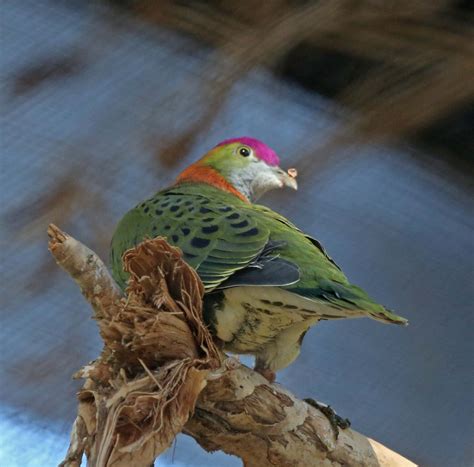 Pictures and information on Superb Fruit-Dove