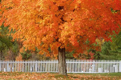 12 Most Colorful Trees for Fall