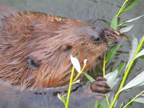 WHAT BEAVERS EAT – Western Beavers Cooperative