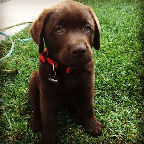 English Lab Puppies Nc : Fox red english lab puppies - Murphy is an ...