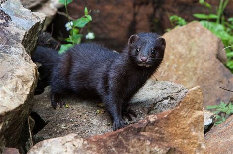 Neovison vison - American Mink -- Sighted: Goshen, NY | Peleadores ...