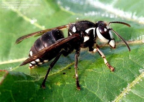 Bug Pictures: Bald-faced Hornet, White-faced Hornet (Dolichovespula maculata) by jndell ...