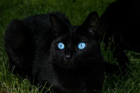 Blue Eyed Black Cat by Natassja Berg Hviid on 500px | Cats, Little kittens, Cute pictures