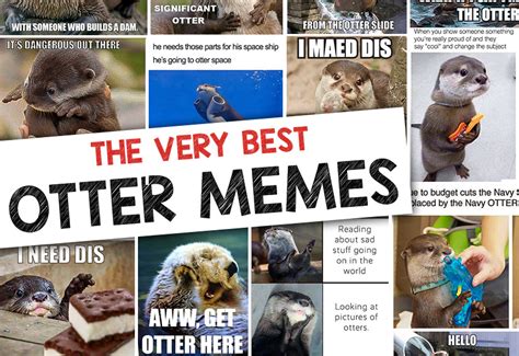 Otter Memes - The Ultimate Collection- In Otter News