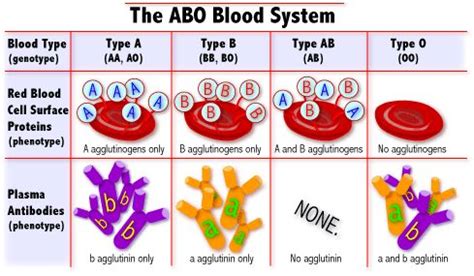 ABO blood group questions (Multiple Allele) | Genetics Problems | Human anatomy, physiology ...