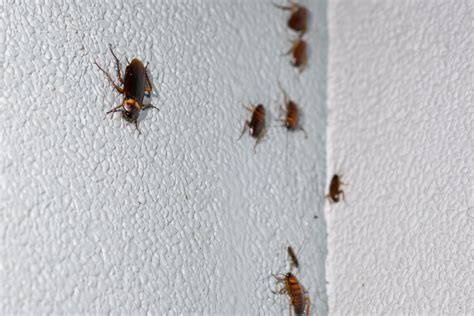 Springtime Pests: How to Keep Roaches at Bay in Your Home | Annapolis ...