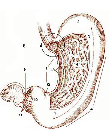 Anatomy Of Stomach Antrum - Anatomical Charts & Posters