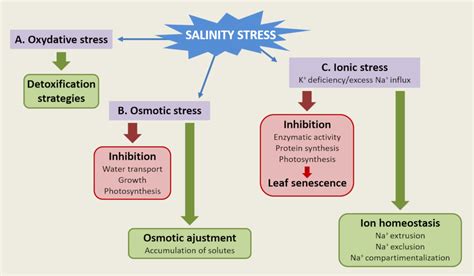 Neulich Magie Manchmal manchmal salt tolerance mechanism in plants Führer Ausschluss Kranke Person