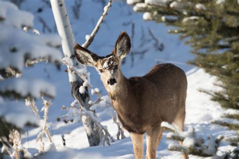 Curious Nature: How animals cope in winter | VailDaily.com