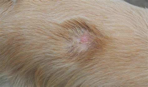 Bacterial Skin Disease In Dogs