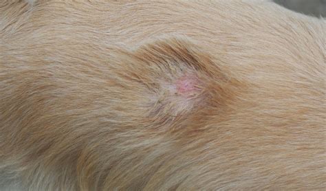 Common Skin Conditions, Diagnoses, and Treatments in Dogs - Fauna Care