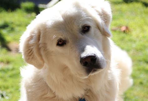 Maremma Sheepdog: Dog Breeds | Breed Information | Mad Paws