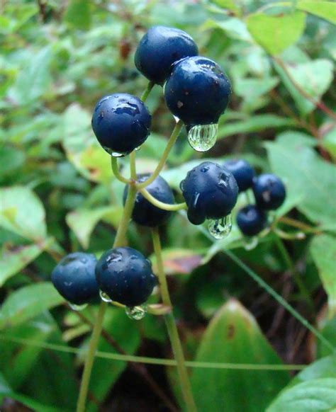 Poison Blue Berries | Flickr - Photo Sharing!