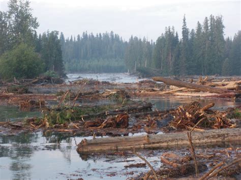 Mount Polley Mine tailings breach: 'The devastation up the lake is unbelievable' | CBC News