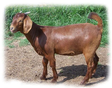 goat mutton products,Pakistan goat mutton supplier