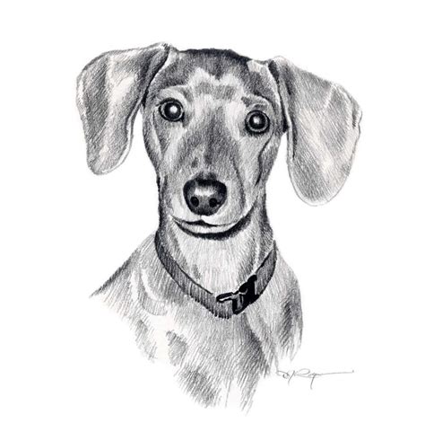 Мордочка таксы. | Dog pencil drawing, Dachshund drawing, Dachshund art