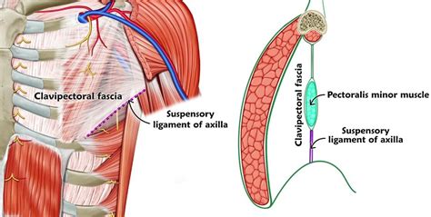 Clavipectoral Fascia | Epomedicine