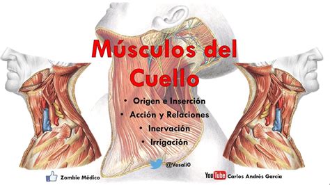 Etna Yogur el último anatomia de los musculos del cuello costilla abajo Casa de la carretera