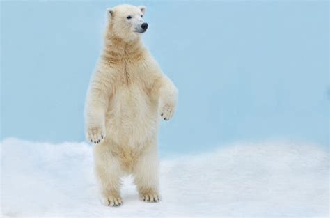 Standing Polar Bear Height