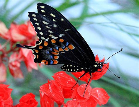 Butterfly on Red Flower Photograph by Greg Thiemeyer - Fine Art America