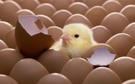 HD Chick Wallpapers - Wallpaper Cave