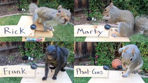 Former NASA Engineer Builds an Incredible Obstacle Course For the Squirrels That Are Stealing ...