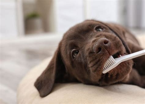 Tooth Abscess in Dogs: What It is and How to Cure It – Top Dog Tips