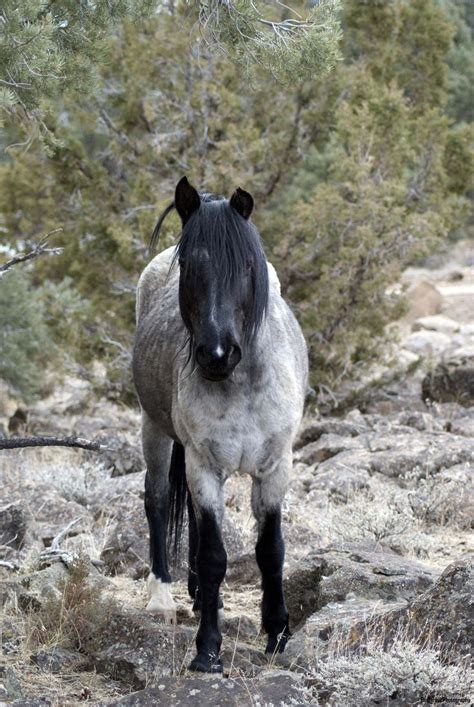 75 best Wild Horses Mustangs images on Pinterest | Wild horses, Wild mustangs and Beautiful horses