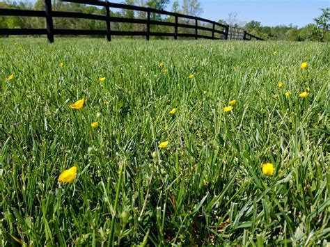 Pasture Weeds | Albemarle County / Charlottesville | Virginia Tech