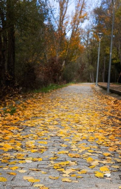 Premium Photo | Path in the park with autumn colours