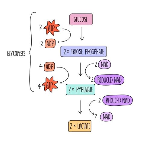 Respiration (A Level) — the science sauce