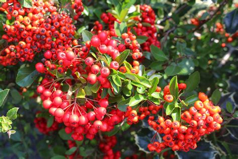 Plant Profile: Pyracantha