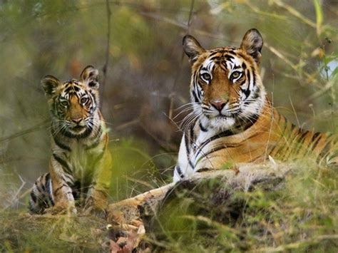 9 Best Wildlife Sanctuaries & National Parks in Madhya Pradesh