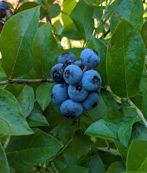 Premier Rabbiteye Blueberry - Boyd Nursery Company