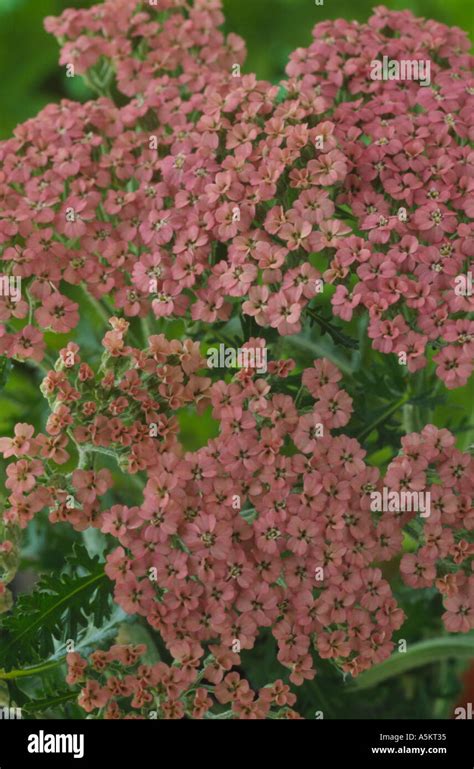 Achillea 'Pink Lady'. Yarrow Stock Photo - Alamy