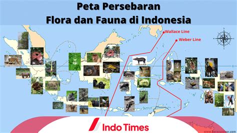 Persebaran Flora Fauna Endemik Indonesia dan Faktor yang ...