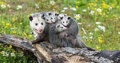 Are Opossums Dangerous? - A-Z Animals